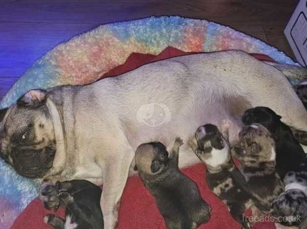 KC Fawn Pug Puppies for sale in York, North Yorkshire - Image 3