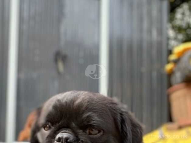 KC Fluffy Pug for sale in Birmingham, West Midlands