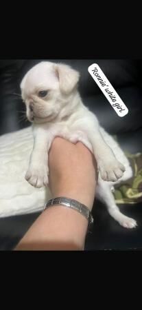 KC pug puppy's various colours for sale in Anstey, Leicestershire - Image 1