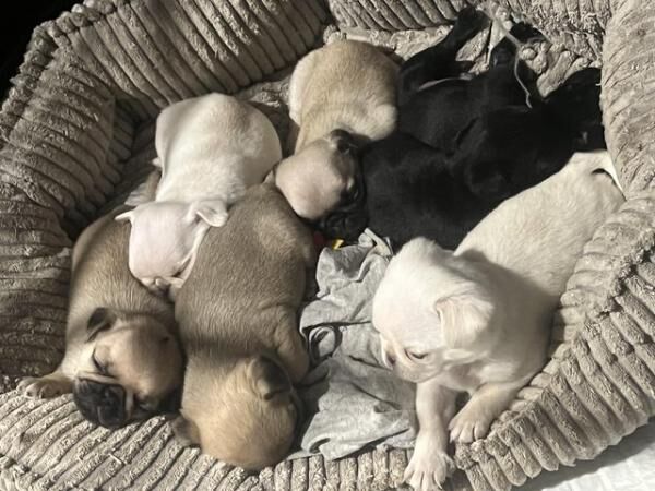 KC pug puppy's various colours for sale in Anstey, Leicestershire - Image 2