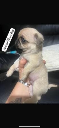 KC pug puppy's various colours for sale in Anstey, Leicestershire - Image 3