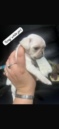 KC pug puppy's various colours for sale in Anstey, Leicestershire - Image 4