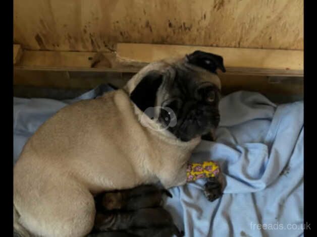 Kc pugs for sale in Stevenston, North Ayrshire