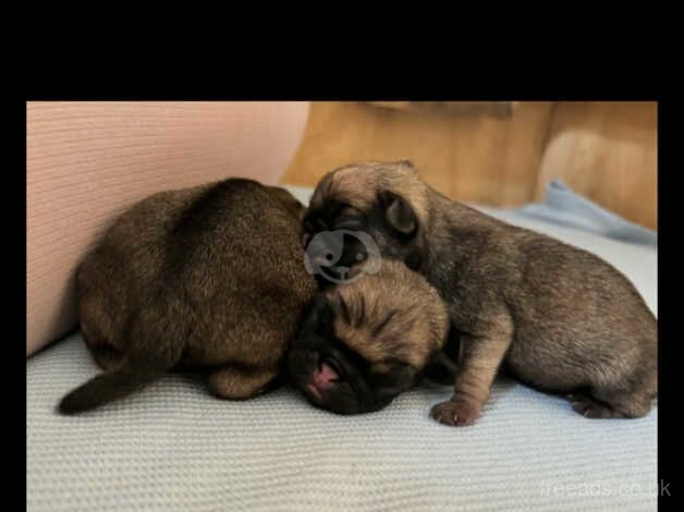 KC Registered Pug Puppies for sale in North Ayrshire