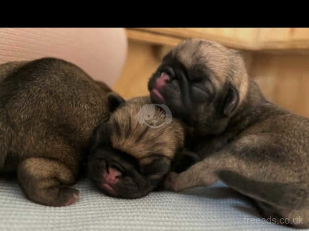 Kc pugs for sale in Stevenston, North Ayrshire - Image 4