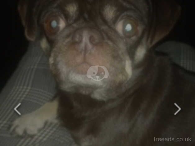 Kc reg choc and tan female pug pde clear for sale in Tower Hamlets, London - Image 2