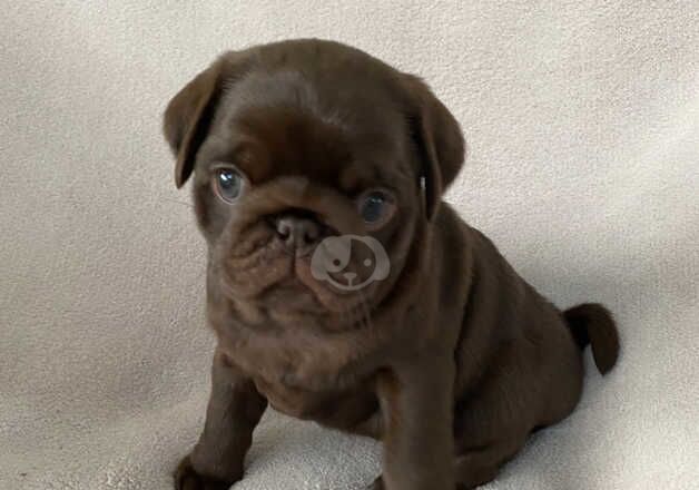 KC Reg Chocolate & Chocolate & Tan Pug Puppies for sale in Newton Abbot, Devon