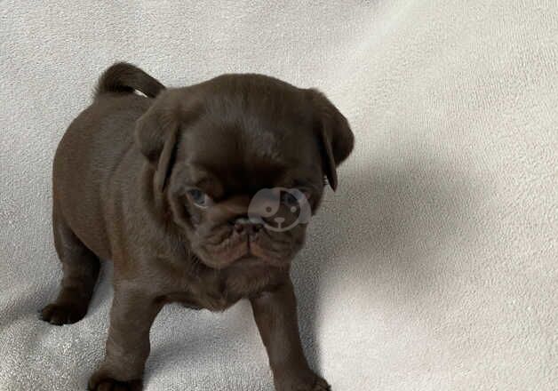 KC Reg Chocolate & Chocolate & Tan Pug Puppies for sale in Newton Abbot, Devon - Image 2