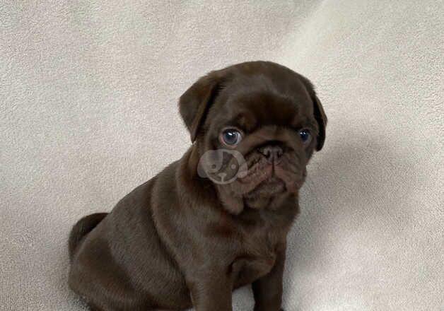 KC Registered Pug Puppies for sale in Devon