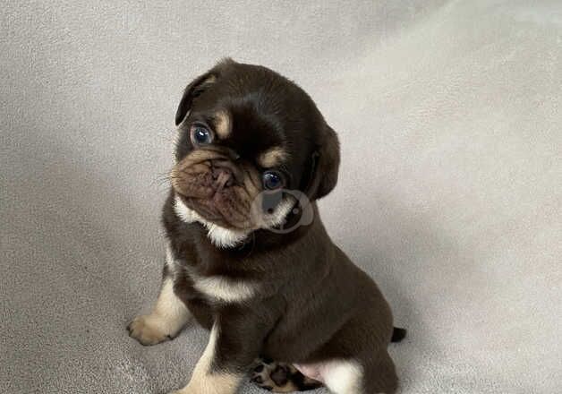 Pug Puppies for sale