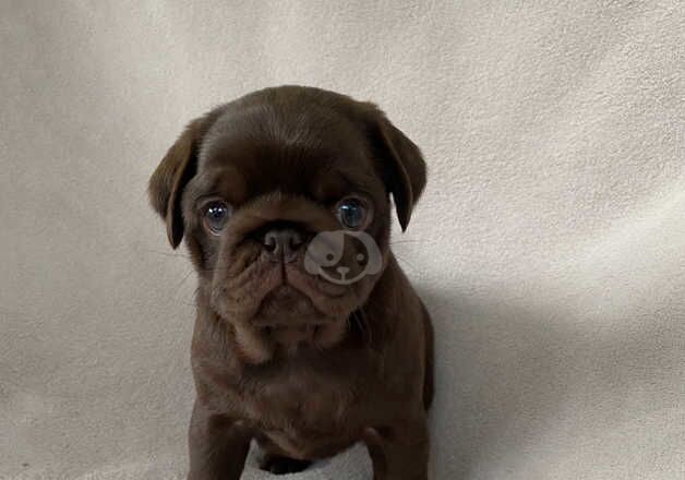 KC Reg Chocolate & Chocolate & Tan Pug Puppies for sale in Newton Abbot, Devon - Image 5