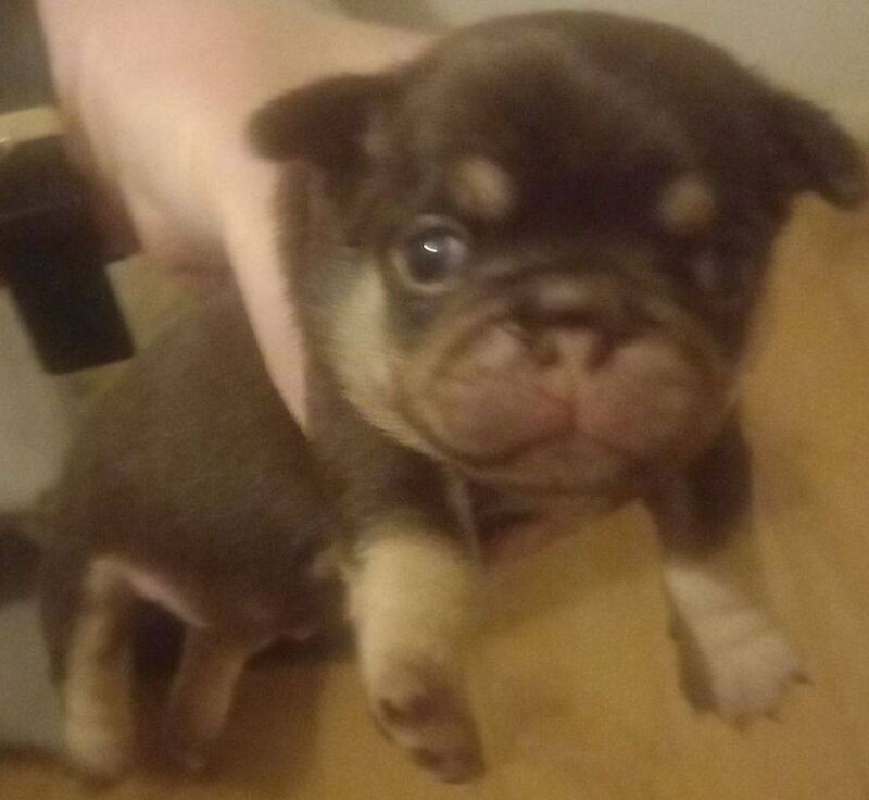 Pugs for sale in Poplar, Tower Hamlets, Greater London