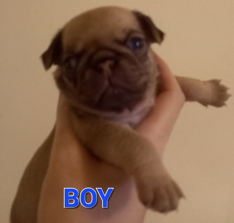 KC Registered Pug Puppies for sale in Greater London