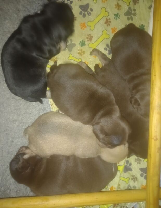 Pug Puppies for sale