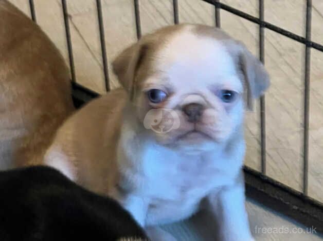 Kc reg panda pug puppies multi colours now just 2 girls left for sale in Kettering, Northamptonshire - Image 4