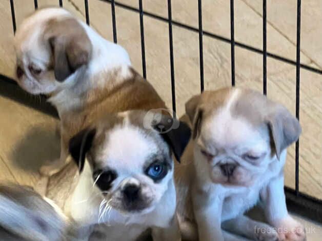 Kc reg panda pug puppies multi colours now just 2 girls left for sale in Kettering, Northamptonshire - Image 5