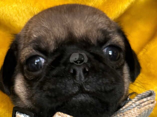 Kc registered fawn pug puppies for sale in Mexborough, South Yorkshire