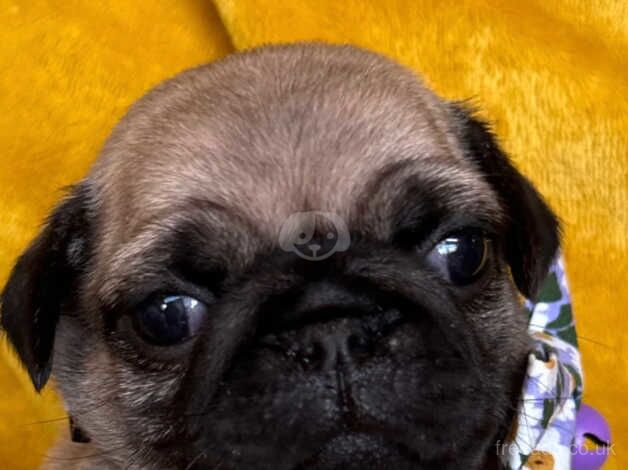 Kc registered fawn pug puppies for sale in Mexborough, South Yorkshire - Image 3