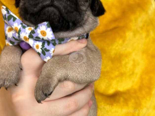 Kc registered fawn pug puppies for sale in Mexborough, South Yorkshire - Image 4