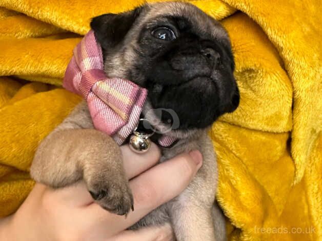 Kc registered fawn pug puppies for sale in Mexborough, South Yorkshire - Image 5