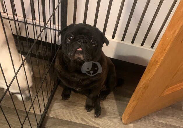 Kc registered female pug for sale in Scarborough, North Yorkshire