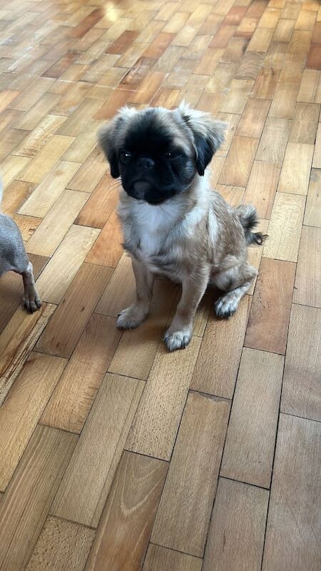 KC registered Fluffy Pug for sale in Cullompton, Devon