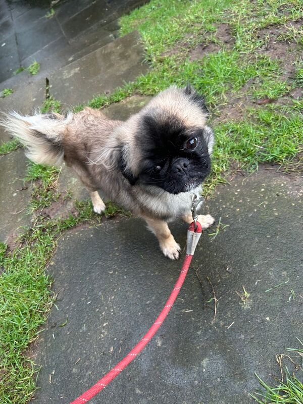 KC registered Fluffy Pug for sale in Cullompton, Devon - Image 2