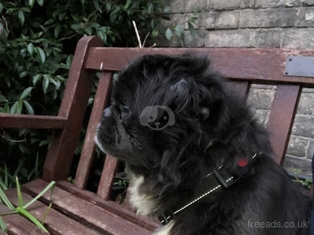 KC registered long haired Blue Boy Carries Pink for sale in Newcastle upon Tyne, Tyne and Wear