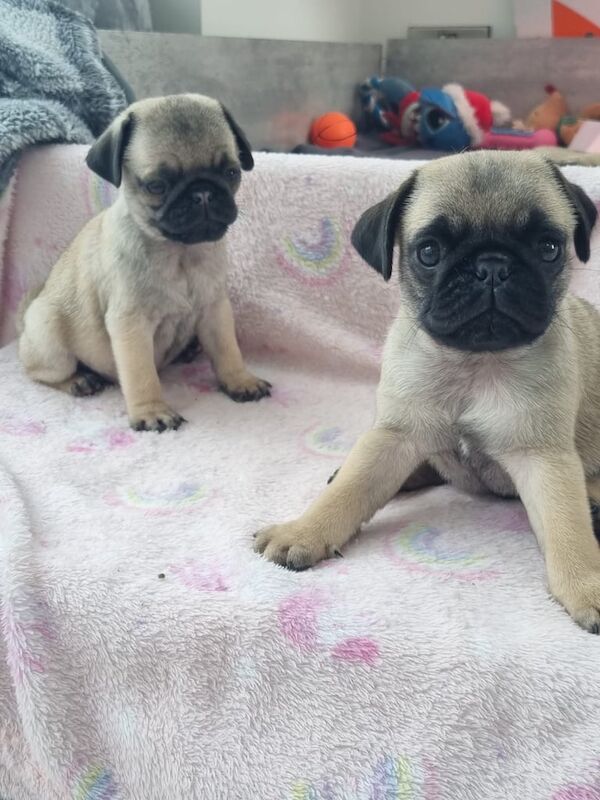 KC registered pug puppies for sale in Ballymoney, County Antrim