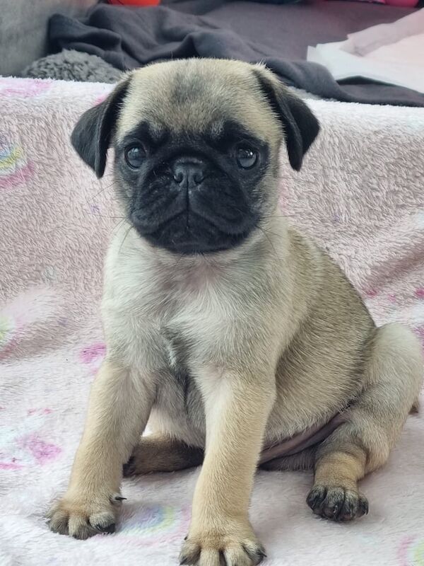 KC registered pug puppies for sale in Ballymoney, County Antrim - Image 2