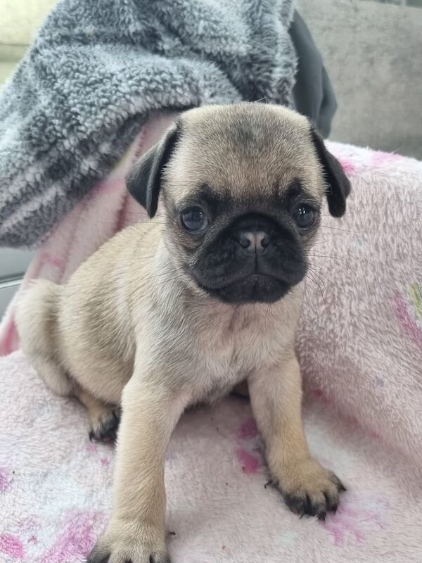 KC registered pug puppies for sale in Ballymoney, County Antrim - Image 3