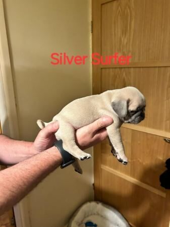 KC registered Pug puppies for sale £1100 for sale in Denton, Greater Manchester