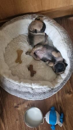 KC registered Pug puppies for sale £1100 for sale in Denton, Greater Manchester - Image 2