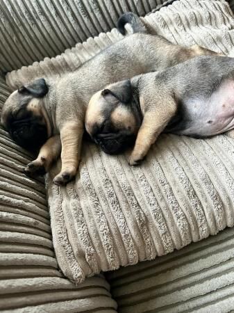 KC registered Pug puppies for sale £1100 for sale in Denton, Greater Manchester - Image 3