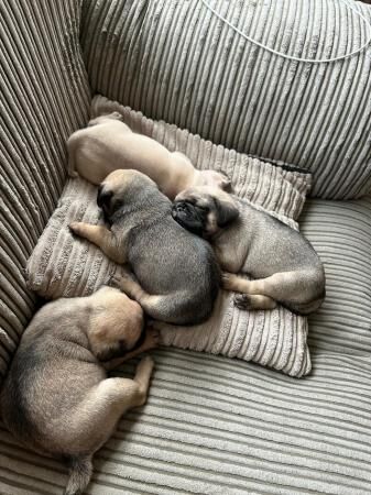 KC registered Pug puppies for sale £1100 for sale in Denton, Greater Manchester - Image 4