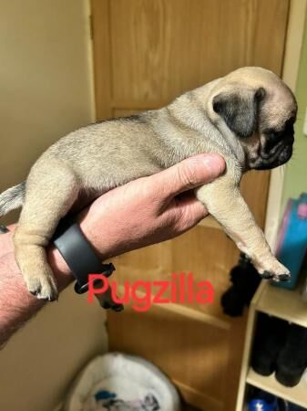 KC registered Pug puppies for sale £1100 for sale in Denton, Greater Manchester - Image 5