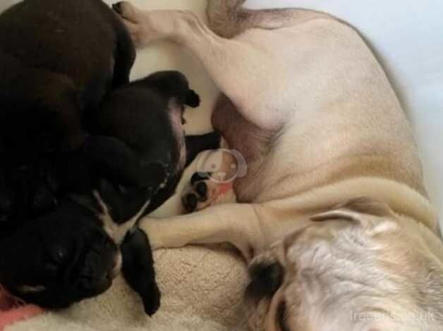 Kc Registered Pug Puppies for sale in Kent