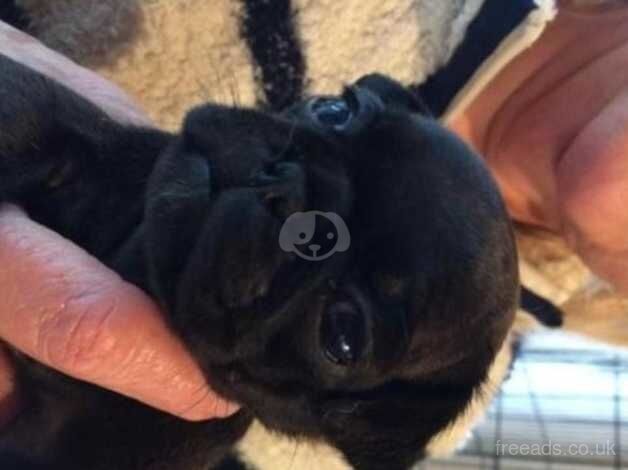 Kc Registered Pug Puppies for sale in Kent - Image 4