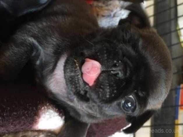 Kc Registered Pug Puppies for sale in Kent - Image 5