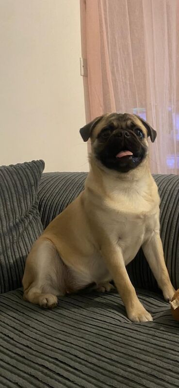 Kennel Club Registered Pug Puppies For Sale