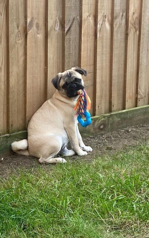 kC registered pug puppy for sale in Bradwell, Norfolk - Image 2