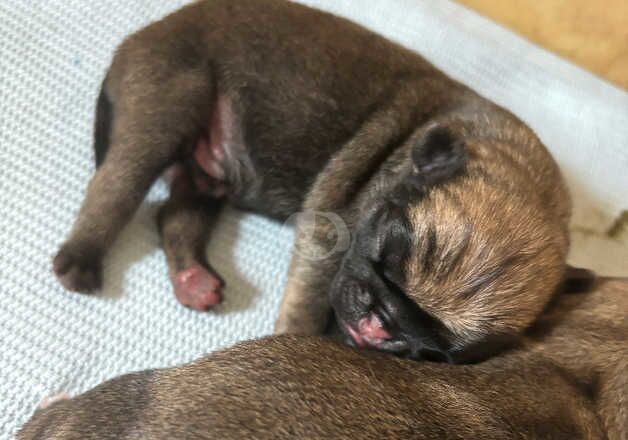 KC REGISTERED PUG PUPS for sale in Dunfermline, Fife