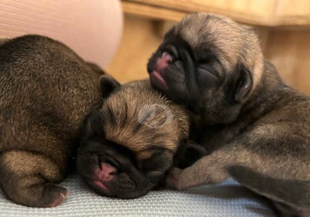 KC REGISTERED PUG PUPS for sale in Dunfermline, Fife - Image 2