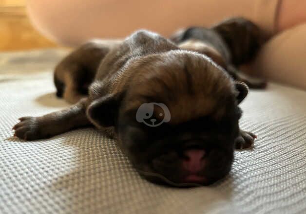 KC Registered Pug Puppies for sale in Fife