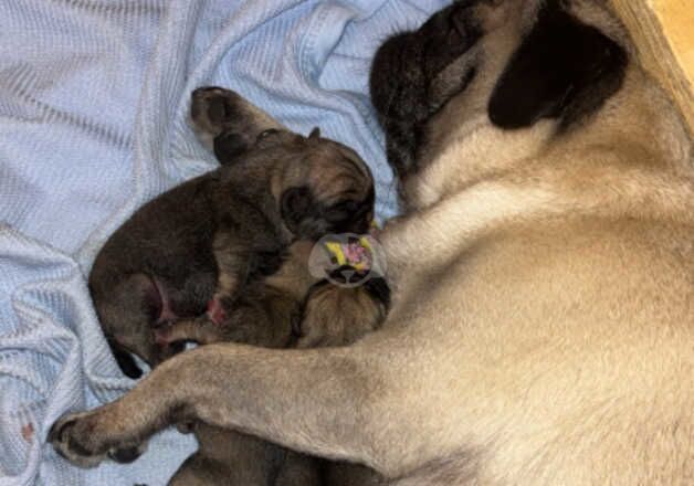 KC REGISTERED PUG PUPS for sale in Dunfermline, Fife - Image 5