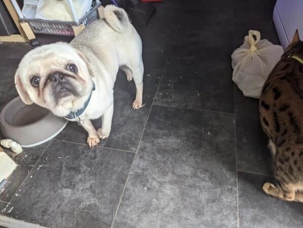 kc registered pugs for sale in Sheffield, South Yorkshire