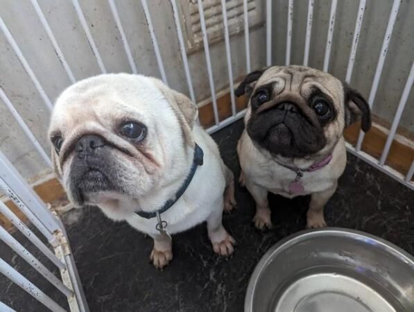 kc registered pugs for sale in Sheffield, South Yorkshire - Image 2