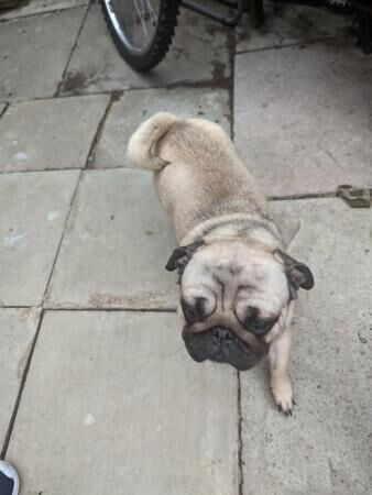 kc registered pugs for sale in Sheffield, South Yorkshire - Image 4