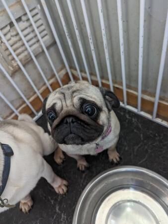 kc registered pugs for sale in Sheffield, South Yorkshire - Image 5