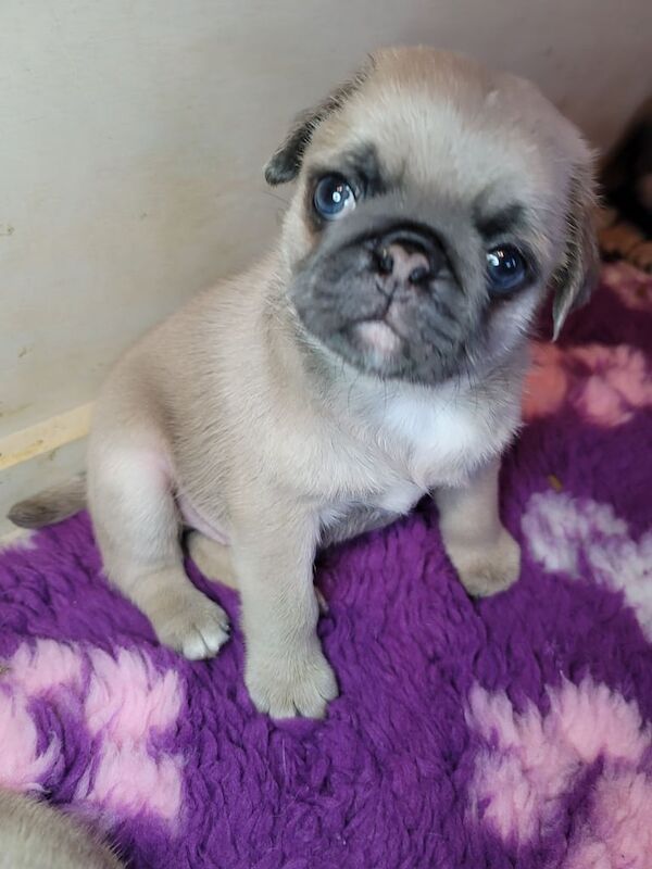 LAST 1! KC Unique Lilac Pug Boy! for sale in Keady, Armagh - Image 2